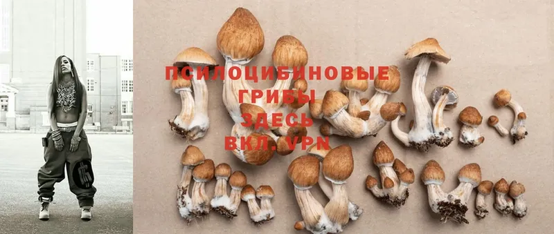 купить   Красный Сулин  Галлюциногенные грибы MAGIC MUSHROOMS 